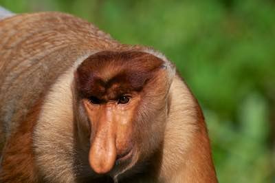 Borneo proboscis monkey